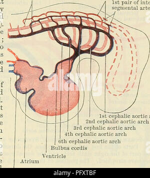 . Cunningham il libro di testo di anatomia. Anatomia. Sviluppo del AETEEIES 1027 Le Arcate aortica e loro ventrale e radici dorsali.-l'archi aortica sono le navi che collegano le porzioni ventrale della primitiva aorta ventrale? Con il primitivo aortse dorsale. Sei di questi archi sono formate su ciascun lato. Essi scaturiscono dall'aorta ventrale? O dal cuore, essi passano intorno alle pareti laterali del fore-gut, in archi brachiale, e terminano, in relazione con la parete dorsale 7 coppia di inter- vertebrale arterie segmentale arterie coppia di inter- arterie segmentale. 1ao cefalica Foto Stock