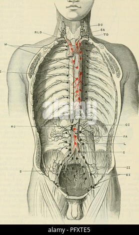 Il Text-book of Anatomy di Cunningham fornisce un'esplorazione approfondita dell'anatomia umana, descrivendo dettagliatamente le ghiandole linfatiche del torace e la loro funzione. Il libro è un riferimento fondamentale per gli studenti e i professionisti della medicina e della biologia. Foto Stock