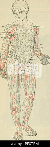. Cunningham il libro di testo di anatomia. Anatomia. 1003 IL SISTEMA VASCOLARE. tra il brachioradialis e brachialis; (2) un altro nel solco radiale. Quando sono presenti entrambe queste ghiandole riceve la linfa dai legamenti del gomito-congiunta nonché da altre adiacenti parti molli. Lymphoglandulse Axillares.1- Il ascellare delle ghiandole linfatiche giacciono nella regione dell'ascella, dove formano più gruppi, alcuni dei quali sono praticamente costante, mentre altri sono molto variabili. (A) laterale o gruppo brachiale dei linfonodi ascellari ghiandole, 1-7, giacciono in relazione con la delimitazione laterale di un Foto Stock