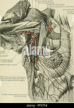 . Cunningham il libro di testo di anatomia. Anatomia. Delle GHIANDOLE LINFATICHE DEL SUPEEIOE EXTKEMITY. 1007 Ghiandole, in numero di una o due, si trovano sul lato mediale della Vena basilica, a breve distanza prossimale al epicondyle mediale dell'omero. Essi ricevono la linfa da entrambi gli aspetti e dal confine ulnare dell'avambraccio, e loro efferents pass per il profondo delle ghiandole del braccio. (2) Lymphoglandulse Cubitales Profundse.â occasionalmente piccole ghiandole sono trovate in associazione con le arterie dell'avambraccio, ma nella maggior parte dei casi la linfa dalle parti più profonde della mano e avambraccio, al di sotto della zona del gomito, Foto Stock