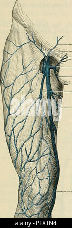 . Cunningham il libro di testo di anatomia. Anatomia. 988 IL SISTEMA VASCULAE. - Epigastrici superficiali vena circonflessa superficiale -" vena iliaca esterna superficiale genitali esterni Vena vena femorale vena grande safena superficiale laterale della vena femorale superficiale mediale della vena femorale arteria, mentre appena prima della sua cessazione attraversa il lato laterale della Hypo- arteria gastrica e separa la nave dal bordo mediale della major psoas muscolo. In tutto il suo corso la vena giace anteriori all'otturatore nervo. Solitamente è dotato di una valvola bicuspid ; a volte vi sono due, ma bo Foto Stock