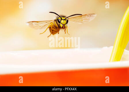 Il tedesco wasp (Vespula germanica), in volo, a una tazza di yogurt, Germania Foto Stock