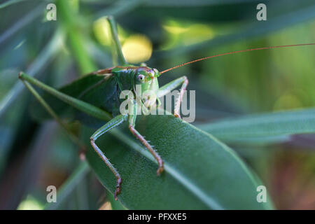 Grasshopper, una grande macchia verde cricket (Tettigonia viridissima) si siede su una foglia di oleandro (Nerium oleander), Baden-Württemberg Foto Stock