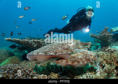 Sommozzatore osserva giovane Broadclub Seppie (Sepia latimanus), Daymaniyat Isole Riserva Naturale, Khawr Suwasi Foto Stock