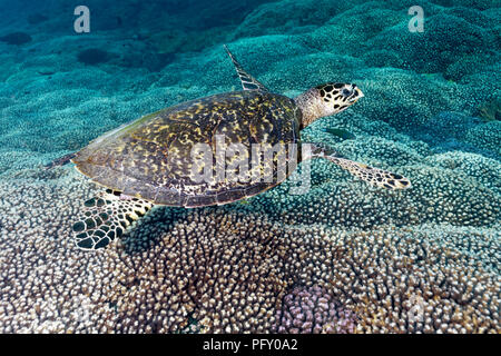 Hawksbill tartaruga di mare (Eretmochelys imbricata), galleggia sulla barriera corallina, Daymaniyat Isole Riserva Naturale, Oceano Indiano Foto Stock