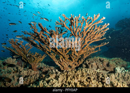 Acropora Corallo Pietra (Acropora sp.), varie castagnole (Pomacentridae), Daymaniyat Isole Riserva Naturale, Oceano Indiano Foto Stock