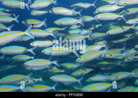 Variabile-rivestita fusiliers (Caesio varilineata), scuola di pesce che nuota nelle acque blu, Daymaniyat Isole Riserva Naturale Foto Stock