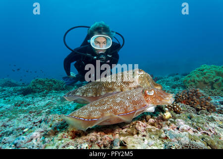 Sommozzatore osserva giovane Broadclub Seppie (Sepia latimanus), Daymaniyat Isole riserva naturale, Khawr Suwasi Foto Stock