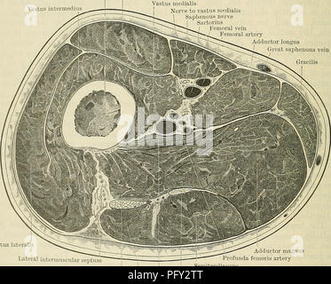 . Cunningham il libro di testo di anatomia. Anatomia. 1456 SUKFACE SUEGICAL E ANATOMIA. Il nervo sciatico entra nella natica in un punto corrispondente alla giunzione della metà superiore e terzi di una linea tracciata a partire dalla superiore posteriore della colonna vertebrale iliaca per la tuberosità sciatico; da questo punto il nervo passa verso il basso e leggermente lateralmente all'ischio in un punto a metà tra il suo tubero sciatico- osity e il grande trocantere. Il dorso dell'ischio e i genitali esterni le navi che si trovano di fronte alla giunzione del basso e medio terzi della suddetta linea. I vasi e i nervi che e Foto Stock