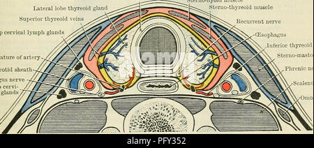 Il Text-book of Anatomy di Cunningham è un lavoro fondamentale sull'anatomia umana, che fornisce descrizioni dettagliate della struttura del collo, tra cui ghiandola tiroidea, arterie, vene e muscoli circostanti. Serve come riferimento importante per gli studenti di medicina e i professionisti che studiano anatomia umana e procedure chirurgiche. Foto Stock