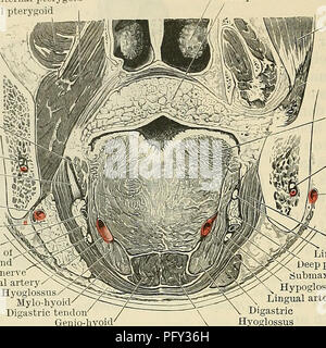 . Cunningham il libro di testo di anatomia. Anatomia. 1382 SUKFACE E SUEGICAL Anatomia delle tonsille linguale nel soggetto vivente il laryngoscopy specchio deve essere impiegato. Interno esterno pterygoid pterygoid inferiore concha ' palato molle /. Styloglossus. Meno navi alveolare e nervose del nervo linguale esterna arteria mascellare parte superficiale della ghiandola sottomascellari" condotto sottomascellari parte profonda sottomascellari ipoglosso premistoppa tendere.  arteria linguale/^S? Hyoglossus/^ Mylo-hyoi" tendine Digastric' Genio-hyoid muscolo temporale la linguetta inferiore navi alveolare e nervo mascellare esterna arte Foto Stock