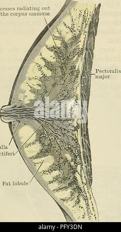 Questo libro di testo fornisce uno studio approfondito dell'anatomia umana, in particolare sul sistema urogenitale. Descrive dettagliatamente la struttura delle ghiandole e dei condotti, come il dotto lactiferi, che porta al capezzolo nelle femmine. Il libro spiega anche le strutture vestiali presenti nell'anatomia maschile. Il lavoro di Cunningham serve come riferimento chiave per comprendere le complessità dell'anatomia e della fisiologia umana. Foto Stock