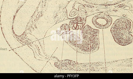 . Cunningham il libro di testo di anatomia. Anatomia. Condotto di Wolffian ^.i. .;-.'" Cavità del corpo''•^:l : j intestino Mullerian condotto genitale : "terra Mesonerjhros Fig. 10-il-sezione trasversale attraverso la parte inferiore del tronco di un embrione umano di circa 7 settimane. (Campione in possesso del prof. J. Symington.) il Pronephros. Nell uomo la pronephros sorge vicino alla estremità di testa di un embrione rispetto alla successiva mesonephros formata e la sua dentinali può solo con difficoltà essere distinto. Si prega di notare che queste immagini vengono estratte dalla pagina sottoposta a scansione di immagini che possono essere state migliorate digitalmente per reada Foto Stock