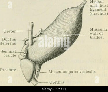 . Cunningham il libro di testo di anatomia. Anatomia. Labium posterius (uteri cervicis)   Io sfintere uretere ani parete muscolare della vescica Fig. 996.-sezione mediana del bacino in una femmina adulta. La cavità dell'utero è indicato diagraniniatically. vescica è fuso o a forma di torpedine, ed il suo asse lungo, che si estende dal punto di attacco del urachus all'interno dell'orifizio uretrale, è rivolta verso il basso e indietro (Fig. 997). Il laterali e bordo posteriore visto nell'organo di adulti non può essere riconosciuta al momento della nascita, né vi è alcuna parte della parete della vescica dirette verso il basso e b Foto Stock