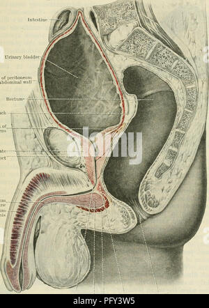 . Cunningham il libro di testo di anatomia. Anatomia. La vescica UEINAKY 1273 retto nel maschio, formando il recto-vescicale o recto-genitali sacca; nella femmina un a fessura per depressione peritoneale, chiamato l'utero-sacchetto vescicale, interviene tra la superficie anteriore del collo dell utero e vescica (Fig. 996). La parte inferiore della vescica si trova al di sotto del peritoneo ed è per la maggior parte dei diretti verso il pavimento pelvico. Nel piano mediano è supportato dalla sinfisi pubica e retro-pad pubica di grassi; più indietro nel maschio si poggia sulla prostata e sulla parte inferiore del tasto REC Foto Stock