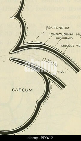 . Cunningham il libro di testo di anatomia. Anatomia. Cieco e VEEMIFOKM PEOCESS. 1215 sempre essere distinto, e si trovano a sopportare lo stesso rispetto per l un l altro come nella condizione essiccata, anche se questo può essere oscurata da pieghe o rugae. L'apertura può essere a fessura o arrotondato, a spiovente o a forma di imbuto bordi; il frenula non sono così prominente a volte; ma l'intera valvola progetti molto più bruscamente nella cavità del cieco rispetto alla distesa e essiccato il campione. Struttura della Valvula Coli.-Ciascun labium della valvola è formata da un infolding di tutti gli strati dell'intestino, eccetto Foto Stock