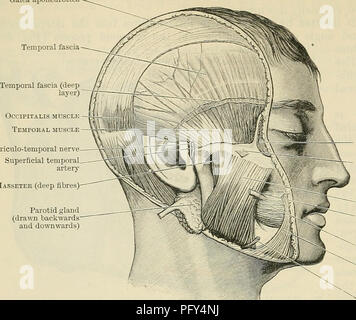 . Cunningham il libro di testo di anatomia. Anatomia. 456 IL SISTEMA MUSCULAK. Galea aponeurotica fascia temporale. Auriculo-nervo temporale ts-^.'^^viJ-^t JIasseter arteria (deep fibre) ghiandola parotide (disegnato all'indietro e verso il basso) Orbicularis ocdli Caput zygomaticum oe quadratus labi! Masseteri superioris (fibre superficiali) condotto parotide buccinatore Triangularis muscolo esterno arteria mascellare Fig. 405.-muscoli della masticazione (vista superficiale).. Si prega di notare che queste immagini vengono estratte dalla pagina sottoposta a scansione di immagini che possono essere state migliorate digitalmente per la leggibilità - Colorazione e aspetto del Foto Stock