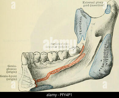 . Cunningham il libro di testo di anatomia. Anatomia. M. triangularis (origine) M. quadratus (labii inferioris) (origine) M. mentalis (origine) Platysma Av"e= (inserimento) Fig. 403.-Muscle-Attachments all'aspetto laterale della mandibola. rivolta verso il basso e indietro verso l'angolo della mandibola; le fibre più profonde sono orientati in senso verticale verso il basso. Il muscolo viene inserito dal carnoso e fibre tendinee entro la superficie laterale dei Ramus e angolo della mandibola e il processo coronoid (Fig. 403). Le fibre più profonde si fondono con le fibre del sub- jacent muscolo temporale. Il muscolo è Foto Stock