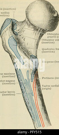 . Cunningham il libro di testo di anatomia. Anatomia. 416 Il sistema muscolare. Piriformis (inserimento) glutini medius (inserimento) ;emelli (inserimento) Otturatore externus (inserimento) Quadratus femoris (inserimento) Ilio-psoas (inserimento). e il dorso ilii appena laterale al livello superiore della colonna vertebrale anteriore e dalla fascia a copertura della sua superficie laterale (Fig. 369, p. 415). Investito come il gluteo dalla fascia lata, esso viene inserito in posizione distale rispetto al livello degli USA e il gran trocantere del femore nella fascia, che costituisce l'ilio-tratto tibiale (p. 404). Il muscolo è posto lungo la an- terior bo Foto Stock