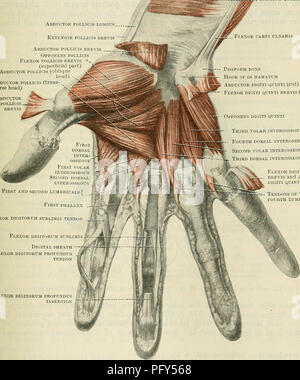 . Cunningham il libro di testo di anatomia. Anatomia. SHOET I muscoli della mano. 391 il muscolo viene posto in profondità nella parte distale dell'avambraccio, ed è interamente nascosto da i tendini dei muscoli che scendono al di sotto del legamento trasverso del carpo al polso e dita. L'arteria radiale e i suoi disegni vene passano al suo inserimento nel raggio. Pronator quadratus Abductor pollicis longus estensore pollicis brevis Abductor pollicis brevis Opponens pollicis flessore pollicis brevis (parte superficiale) adduttore pollicis (testa obliqua) -.  â€l adduttore pollicis (trans-, jÂ"^Â§B vers Foto Stock