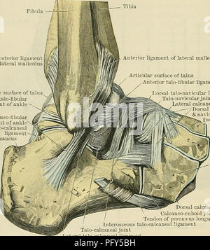 . Cunningham il libro di testo di anatomia. Anatomia. 354 IL AKTICULATIONS OE giunti. È dubbio se il movimento laterale della caviglia-giunto può essere ottenuto mediante qualsiasi movimento naturale del piede, anche se in genere si ritiene che nella posizione di parziale estensione, una piccola quantità di movimento da lato a lato può essere prodotta mediante la applicazione di una forza esterna. " Questa apparente gioco " della caviglia-giunto durante l'estensione " è veramente grazie alla oscillazione di piccole ossa del piede su ogni altro, in gran parte dell'navicular sull'astragalo, ma anche del cuboide del calcagno. Excessiv Foto Stock