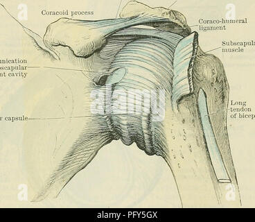 . Cunningham il libro di testo di anatomia. Anatomia. Il SHOULDEB-giunto. 321 tessuto attaccato al margine libero della cavità glenoidea. Molte delle sue fibre sono brevi e pass obliquamente dall'interno verso l'aspetto esterno della cresta, in modo che la sua base allegata è più ampio di quello del suo bordo libero, e quindi nella sezione trasversale appare alquanto triangolare. Il lungo il tendine del bicipite, che nasce dall'apice della cavità glenoidea, diventa in misura considerevole in- corporated con il labrum glenoidale. Capsula Articularis.-La falda fibrosa (A.T. legamento capsulare) (Fig. 302) del cappuccio articolari Foto Stock