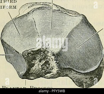 . Cunningham il libro di testo di anatomia. Anatomia. Il CUNEIFOEM ossa. 261 i cui bordi sono striati. In questa superficie il calcagno tendo è inserito. La superficie più bassa è ruvida e striata, e confluenti è al di sotto di con il mediale e laterale di processi; questo è sovrastato dal denso strato di tessuto che forma il pad del tacco. Os Naviculare Pedis. Il navicular osso (A.T. scafoide), della compressa di forma piriforme, è collocato sul lato mediale del piede, tra la testa del astragalo posteriormente e le tre ossa cuneiformi anteriormente. L'osso deriva il suo nome dalla forma ovale o barca-s Foto Stock