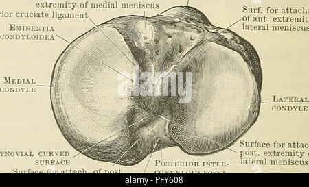 . Cunningham il libro di testo di anatomia. Anatomia di solito piana o leggermente convessa in senso trasversale. Di tanto in tanto, nell'osso macerate, indicazioni di una terza area verticale sono da notare lungo il bordo mediale dell'aspetto posteriore. In questo modo si definisce la parte della superficie articolare che si appoggia sul bordo laterale del condilo mediale in condizioni estreme di flessione. Nella condizione di recente, quando il componente femorale sur- faccia è rivestita di cartilagine, una più com- arraDgement plex delle faccette possono essere in alcuni casi (visualizzato come in- dicated in Fig. 244). Lamont {ufficiale di Anat. e Physiol., 1910, vol xliv. p. 149) ha Foto Stock