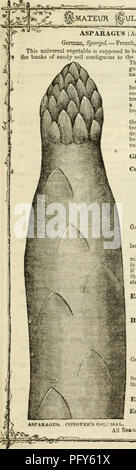 . Curtis, Cobb &AMP; Washburn del coltivatore amatoriale guida il fiore e cucina giardino per il 1878. Vivaio Massachusetts cataloghi; fiori Semi cataloghi; orti cataloghi. ^MATEUK ^gULTIVATOK '^uide .. Asparagi (AspABACUS officinalis). Gennan, Spargd. - Francese, Asperge. - Spagnolo, Esparrago. Questo universale vegetale è supposto per essere un nativo di grande Rritain, dove essa si trova sulle rive sabbiose del terreno contiguo al mare, cresce rigogliosa sotto la brezza del sale. Ci sono, la detta, diverse varietà di l'Aspara- gus; ma il ditlerence deriva principalmente dalla natura Foto Stock