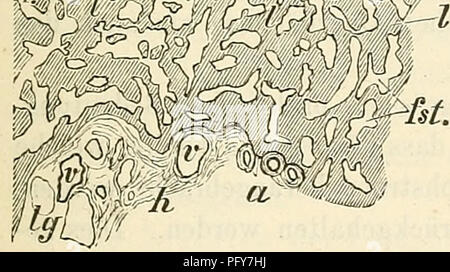 . Cursus der normalen Histologie zur Einführing in den Gebrauch des Mikroskopes, sowie in das practicche Studium der Gewebelehre. Istologia; microscopia. . Si prega di notare che queste immagini vengono estratte dalla pagina sottoposta a scansione di immagini che possono essere state migliorate digitalmente per la leggibilità - Colorazione e aspetto di queste illustrazioni potrebbero non perfettamente assomigliano al lavoro originale. Orth, Johannes, 1847-1923. Berlino, A. Hirschwald Foto Stock