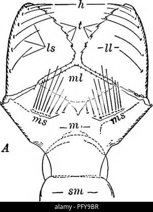 . Di acqua fresca biologia. Biologia di acqua dolce. Insetti acquatici 929 20 (19) 21 (18) 22 (i) 23 (47) Labium con cinque o sei setae laterali e con quattro setae mentale ogni lato; branchie generalmente con nessun pattern distinto. Ischnura. Gillsjess a metà come lungo come l'addome, più strette e con una rastremazione lungo punto; terzo tratto di antenna più di un terzo più lungo del secondo ... Anomalagrion. Senza esterni di piastre respiratorio, ma con una camera respiratoria all interno del vasto addome; corpo meno slanciata e non più ampia di tutta la testa. (Libellule; corretto.) Sottordine Anisoptera . 23 Labium piatta o n Foto Stock