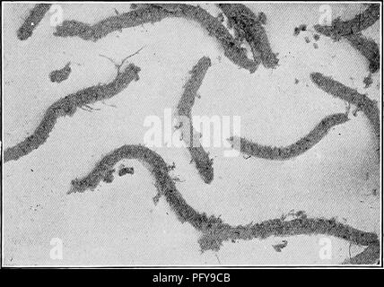 . Di acqua fresca biologia. Biologia di acqua dolce. Insetti acquatici 915 il più grande complesso unico di acquatico Diptera. Essi sono un ospite; infatti, il tipico genere Chironomus è un host nella stessa. Le loro larve (Fig. 1384), con nessuna apparecchiatura migliore rispetto a un paio di branchie di sangue alla fine dell'addome e loro pupe, con nulla di meglio di "tubo" branchie sporge dall'prothoracic spiracles, Fig. 1384. Le larve di Chironomus, {Dopo Johannsen.) in grado di vivere in tutte le acque, da molle per piscine stagnanti e da ruscelli di profondo lago battuta. Essi sono principalmente sia erbivori e sono di molto grande i Foto Stock