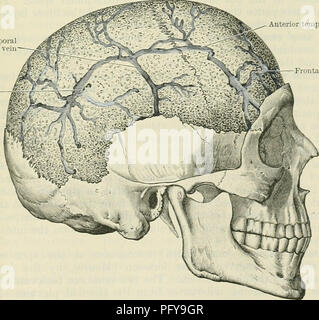 . Cunningham il libro di testo di anatomia. Anatomia. E DIPLOIC MENINGEAL vene. Il ramo 969, che emerge dalla parte inferiore e la parte posteriore della ghiandola e costituisce la principale a partire affluente dell'esterno della vena giugulare. Seni venosi e vene del cranio e del suo contenuto. I canali di venosa incontrato in pareti craniche e la cavità cranica sono:- (1) Le vene diploic, che giacciono nel tessuto spugnoso tra esterno ed interno di tabelle delle ossa craniche. (2) Il meningeal vene, che accompagnano le arterie meningeal nello strato esterno della dura madre. (3) le vene del cervello, che Foto Stock