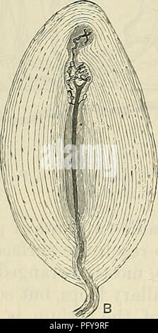 Il Text-book of Anatomy di Cunningham fornisce conoscenze fondamentali sull'anatomia umana, con illustrazioni dettagliate e descrizioni della struttura del corpo. Serve come risorsa essenziale per gli studenti e i professionisti del settore medico. Foto Stock