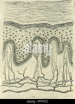 . Cunningham il libro di testo di anatomia. Anatomia. STEUCTUEE della pelle. 857 N strato corneo ^^stratum lucidum stratum granulosum Stratum mucosum stratum germinativum papilla nervoso del corium dei giunti e può essere gettato in rughe dalla contrazione del sub- muscoli cutaneo, laddove questi esistono. Per la maggior parte del corpo è liberamente mobile; ma sul cuoio capelluto e le superfici laterali del auriculae, nonché sulle palme e le suole, è vincolato basso per i tessuti sottostanti. La pelle è costituita da due strati, vale a dire: un profondo, denominata corium e una superficiale, l'epidermide ( Foto Stock