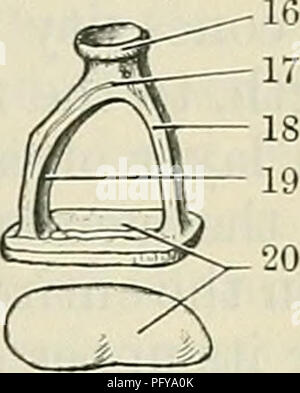 . Cunningham il libro di testo di anatomia. Anatomia. 15 d e maiale. 714.-uditiva Ossicoli dell orecchio sinistro (ingrandita di circa tre volte). Un, Incus, visto dalla parte anteriore; B, Malleus, visto da dietro ; C, Incus, e D, Malleus, visto da mediale 1. Corpo di incus, con superficie articolare per la testa di malleus. 2. Orus longum. 3. Processus lenticularis. 4. Superficie articolare per incus. 5. Testa del Malleus. 0. Collo del Malleus. aspetto; e, stapedio. 7. Processus lateralis. S. manubrio. 9. Corpo di incus. 10. Crus breve. 11. Crus longum. 12. Processus antero. 13. Testa del malleus. 14. Facet per incus. 15. Manubrio. 16. Foto Stock