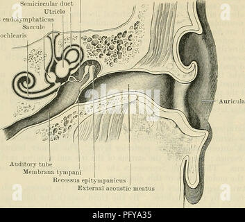 . Cunningham il libro di testo di anatomia. Anatomia. 828 IL OKGANS DI SENSO. perso nel discendere la parte superiore del lobulo. Nei pressi di un piccolo tubercolo, il tuberculum cavità timpanica, con catena di ossicoli condotto semicircolare Utricle dotto endolymphaticus Saccule dotto cochlearis il punto in cui l'elica inizia auriculae (Darwini), è spesso visto. Nella parte anteriore del de- scending parte dell'elica è un secondo ele- vation, l'antihelix. Solo in seguito, si divide superiormente in due arti, denominata crura antihelicis, tra i quali è una depressione triangolare, la fossa triangularis. Il solco allungato essere Foto Stock