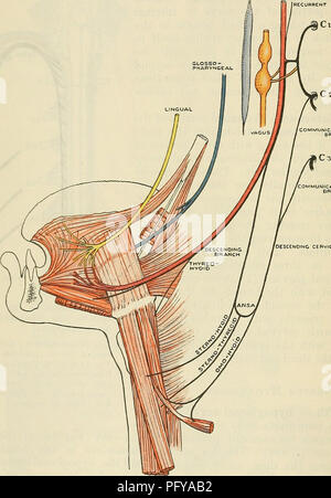 . Cunningham il libro di testo di anatomia. Anatomia. 794 il sistema nervoso del plesso faringea (ramo linguale del vago); e (5) al di sotto del muscolo mylohyoid, in corrispondenza del bordo anteriore della hyoglossus, esso forma anse di comunicazione con il ramo linguale del nervo mandibolare. I rami del nervo sono:-(1); ricorrenti (2); discendente (3) Thyro- hyoid ; e (4) multilingue. Ramus Recurrens.-Il ramo ricorrenti passa dal nervo in prossimità della sua origine per fornire la dura madre della fossa posteriore della base del cranio. Esso deriva probabilmente dalle sue fibre dalla comunicazione con il primo e Foto Stock