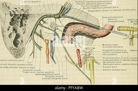 . Cunningham il libro di testo di anatomia. Anatomia. 782 il sistema nervoso. Rami e comunicazioni.-(i). All'interno del condotto uditivo del nervus intermedins compresa tra il viso e acustica, invia rami comunicanti per entrambi i nervi. Il ramo al nervo acustico probabilmente si separa da esso di nuovo per ioin il ganglio genicular del nervo facciale. , (Ii) nel canalis facialis ganglio genicnli è formata in corrispondenza del punto dove il nervo facciale si piega all'indietro. Si tratta di un rigonfiamento ovale sul nervo e ioined da un ramo dalla parte superiore (vestibolari) tronco del nervo acustico da w Foto Stock