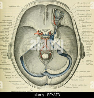 . Cunningham il libro di testo di anatomia. Anatomia. TEOCHLEAE NEKVE. 771 del nervo motore e la divisione oftalmica del trigemino. Si entra nell'orbita sopra i muscoli del bulbo oculare, e termina nell'orbitale (superior) Superficie del superior muscolo obliquo. Comunicazioni.-nei seni cavernosi il nervo riceve (1) di comunicazione un bulbo olfattivo. Nervo ottico chiasma ottico anteriore arteria cerebrale centrale arteria cerebra communi posteriore- arteria cating oculo-motore posteriore del nervo cere- bral arteria cere Superior- bellar arteria nervo trocleare Abducens nervo nervo Trigemina"-!&quo Foto Stock