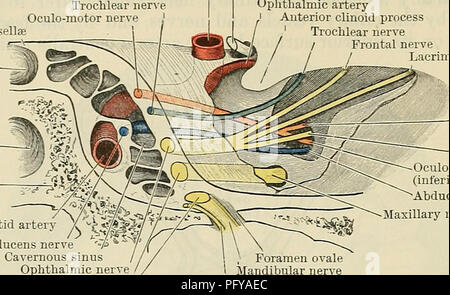 . Cunningham il libro di testo di anatomia. Anatomia. 770 il sistema nervoso. cerebellare superiore arterie, il nervo perfora la dura madre accanto alla sezione posteriore clinoid processo, in un piccolo spazio triangolare tra il libero e fissato i confini della tentorium cerebelli. Sotto la dura madre il nervo corsi tramite il Diaphragma sellse Fossa hypophyseos Sphenoidal sinus sfenoide carotide interna carotide interna del nervo trocleare oculo-del nervo motore del nervo ottico arteria oftalmica anteriore processo clinoid nervo trocleare / nervo frontale / nervo lacrimale. Oculo-del nervo motore (superior Foto Stock