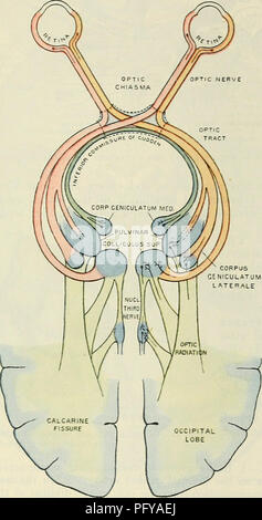 . Cunningham il libro di testo di anatomia. Anatomia. OCULO-MOTOE XEEVE. 769 circondato dalla muscolatura oculare. Esso è collegato con il globo dell'occhio in un punto di un ottavo di un pollice sul lato mediale dell'asse del bulbo oculare. Dopo la perforazione del materiale fibroso e camici vascolare, il nervo si diffonde a livello della papilla ottica per formare lo strato il più interno della retina. In orbita il nervo è attraversata dalla arteria oftalmica e il naso-nervo ciliare e più vicino alla sua terminazione è circondato dalle navi ciliare e i nervi e dal frontalino bulbi. È trafitto obliquamente sulla sua superficie inferiore Foto Stock