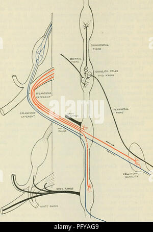 . Cunningham il libro di testo di anatomia. Anatomia. Sistema simpatico. 755 :: :: - - - - le cellule gangliari e assoni che due nervi spinali vengono forniti da un ganglio ; o due nei gangli possono diramazioni di alimentazione di un singolo nervo spinale. Il grigio ramus è distribuita lungo le divisioni somatiche dei nervi spinali, rami di alimentazione a forma non striata fibre muscolari (vaso-motore, pilo-motore) e ghiandole secretorie (). Essi forniscono anche piccoli rami ricorrenti, terminando nelle membrane di inviluppo del nervo spinale-radici. Mescolato con il non-medullated fibre del grigio sono rami di un piccolo numero di fibre medullated Foto Stock