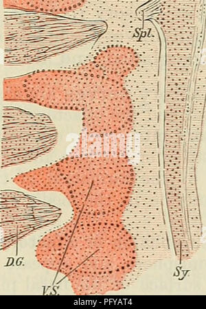 . Cunningham il libro di testo di anatomia. Anatomia. o, ^ 2 ^Pi. Mi ci sono due diametralmente opposte vedute delle modalità di sviluppo della sym- patetico sistema. In uccelli e mammiferi il primo rudiment del simpatico tronco si verifica la formazione di una longitudinale della colonna non segmentato di cellule mesodermic (quale macchia più profondamente del mesoderma in cui giacciono) su entrambi i lati dell'aorta, e coincide con esso. Questa colonna di celle diventa uniti in una fase precoce dai rami viscerale dei nervi spinali che crescono verso l'interno dal nervo principale tronchi nell'area splancnico, e re Foto Stock