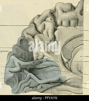 Questo libro di testo fornisce uno studio dettagliato dell'anatomia umana, concentrandosi sul sistema nervoso. Copre varie strutture anatomiche, tra cui il cervello, il midollo spinale e le aree correlate, con enfasi sulle aree corticali e sui solchi. Foto Stock