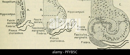 . Cunningham il libro di testo di anatomia. Anatomia. Le connessioni del NEEVES olfattivo. 627 Fascia dentata fissura ippocampi. Non vi è alcun fissura ippocampi in treno umano. Che cosa è di solito descritto sotto questo nome è una fessura artificiale realizzato spingendo la maniglia di un bisturi nella formazione ippocampale in corrispondenza del bordo della parte esposta della fascia dentata (Fig. 556, B e 0 a x) e separando il morfo- superficie logica dell'ippocampo da quella del sepolto parte della fascia dentata. La scissione si verifica facilmente lungo questa linea perché ci sono numerosi nervo-fibre di ippocampo, un Foto Stock