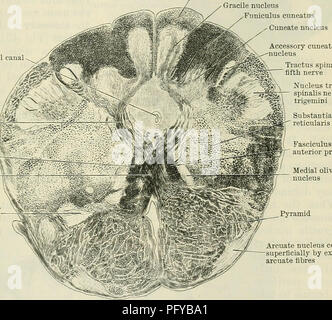 . Cunningham il libro di testo di anatomia. Anatomia. La struttura interna del midollo allungato e Pons. 559 Come è tracciata verso l'alto, viene osservata ad aderire strettamente al suo originale rapporto con il fasciculus proprius anteriore. Esso viene applicato al lato laterale di questo filamento, e gradualmente diventando più piccolo, scompare definitivamente a livello della parte inferiore del olivary inferiore nucleo. Cuneate e gracile Fasciculi, con i loro nuclei.-Come il fasciculus gracilis e il fasciculus cuneatus del funiculus posteriore del midollo spinale sono tracciate fino al midollo allungato che sembrano i Foto Stock