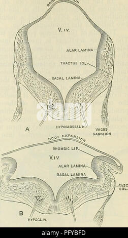 . Cunningham il libro di testo di anatomia. Anatomia. INTEKNAL STEUCTUEE del midollo allungato AXD PONS. 553 exPAvs plessi, che sono situate in corrispondenza di tre angoli del tetto epiteliali del ventricolo, ovale o ellittica perforazioni sviluppare nel tetto a circa il quinto mese di vita fetale. Questi sono noti come l'apertura medialis ventriculi quarti (A.T. il forame di Magendie). che si apre tra il clavse sul posteriore sur- viso e l'aperturae laterales all'anteriore (GIE. 527), dietro l'inserimento di il nervo glosso-faringeo su ciascun lato. Attraverso ciascuna di queste aperture laterali th Foto Stock