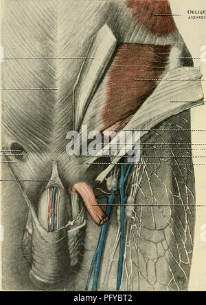 Questa pagina del Text-book of Anatomy di Cunningham discute il sistema muscolare, concentrandosi sul muscolo cremastro. Spiega il suo ruolo nell'anatomia maschile, in particolare il suo coinvolgimento nel cordone spermatico e nel canale inguinale. Il muscolo è responsabile del movimento e della protezione del testicolo. Nelle femmine, è rappresentato da una fascia. Anche le fibre inferiori del muscolo contribuiscono alla formazione della parete anteriore del canale inguinale. Foto Stock