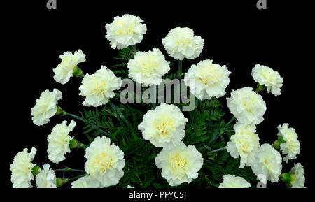 Chiodo di garofano nome latino Dianthus caryophyllus Novia contro uno sfondo nero Foto Stock